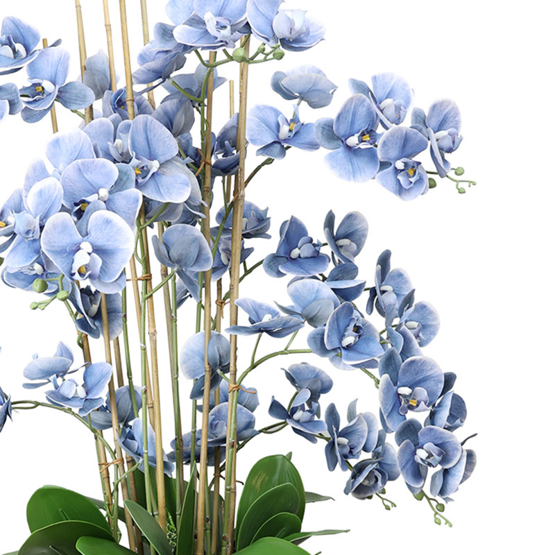 Arrangement d'orchidées 5,25 pi avec laurier qui pleure dans un pot en fibre de pierre, Île Seymour Nord, Galapagos