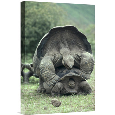 " Galapagos Giant Tortoises Mating, Alcedo Volcano, Galapagos Islands "