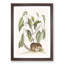 Ground Squirrel by Mark Catesby - Picture Frame Painting Print-55608995-55608994