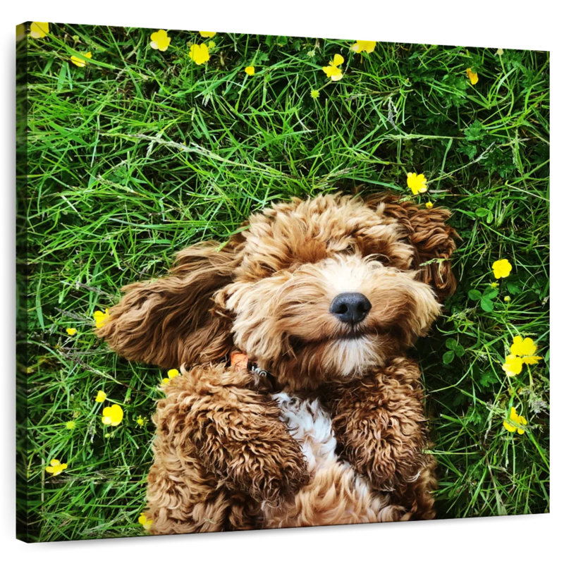 Crowle Happy Cockapoo Dog, 20" H x 20" W