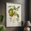 Vintage Pears II, reproduction encadrée - bois massif-2016333923