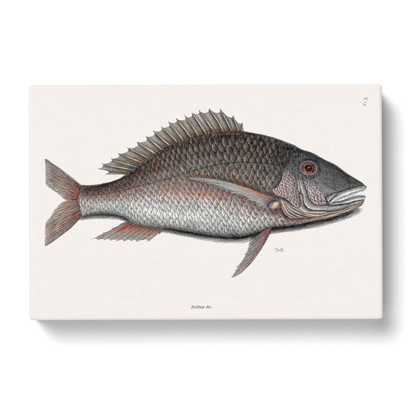 Mutton Fish by Mark Catesby - Wrapped Canvas Print, 60cm H x 91cm W x 3cm D