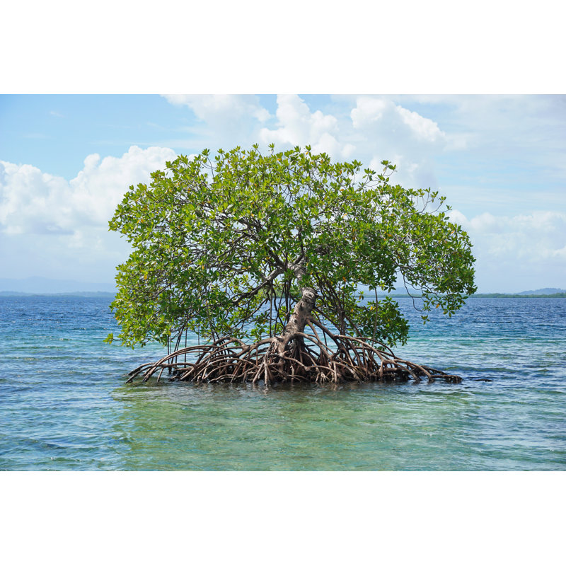 Mangrove Tree In Water by Damocean - Wrapped Canvas Print, 20cm H x 30cm W