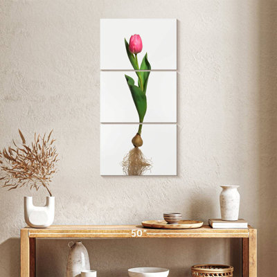 Garden Tulip Bulb
