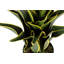 60cm Faux Agave Plant in Pot