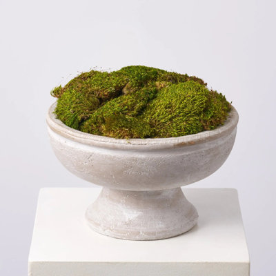 Mousse dans un grand vase en pierre