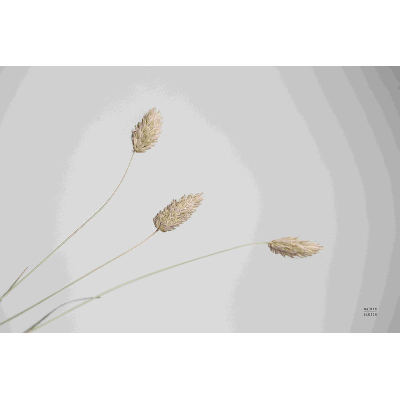«Grass Study Color» par Nathan Larson, photographie, H 24 po x l 36 po, Toile tendue