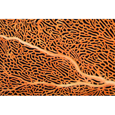 Beautiful Gorgonian - Wrapped Canvas Print