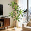 Faux Plant-1311593137