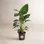 Costa Farms White Bird of Paradise Nursery Plant