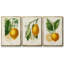 Citron français I 3 pièces-97795857-97795859
