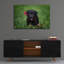 «Black Lab Pup 10» par Jonathan Ross-417615988