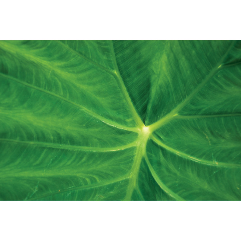 Green Leaf Texture - Wrapped Canvas Print, 30cm H x 46cm W x 3.8cm D