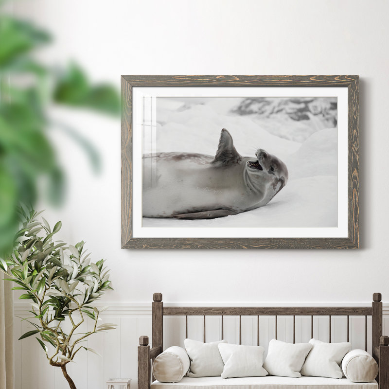 Laughing Seal - photographie avec cadre photo, H 31 po x l 44 po x P 1 po, Papier avec cadre gris