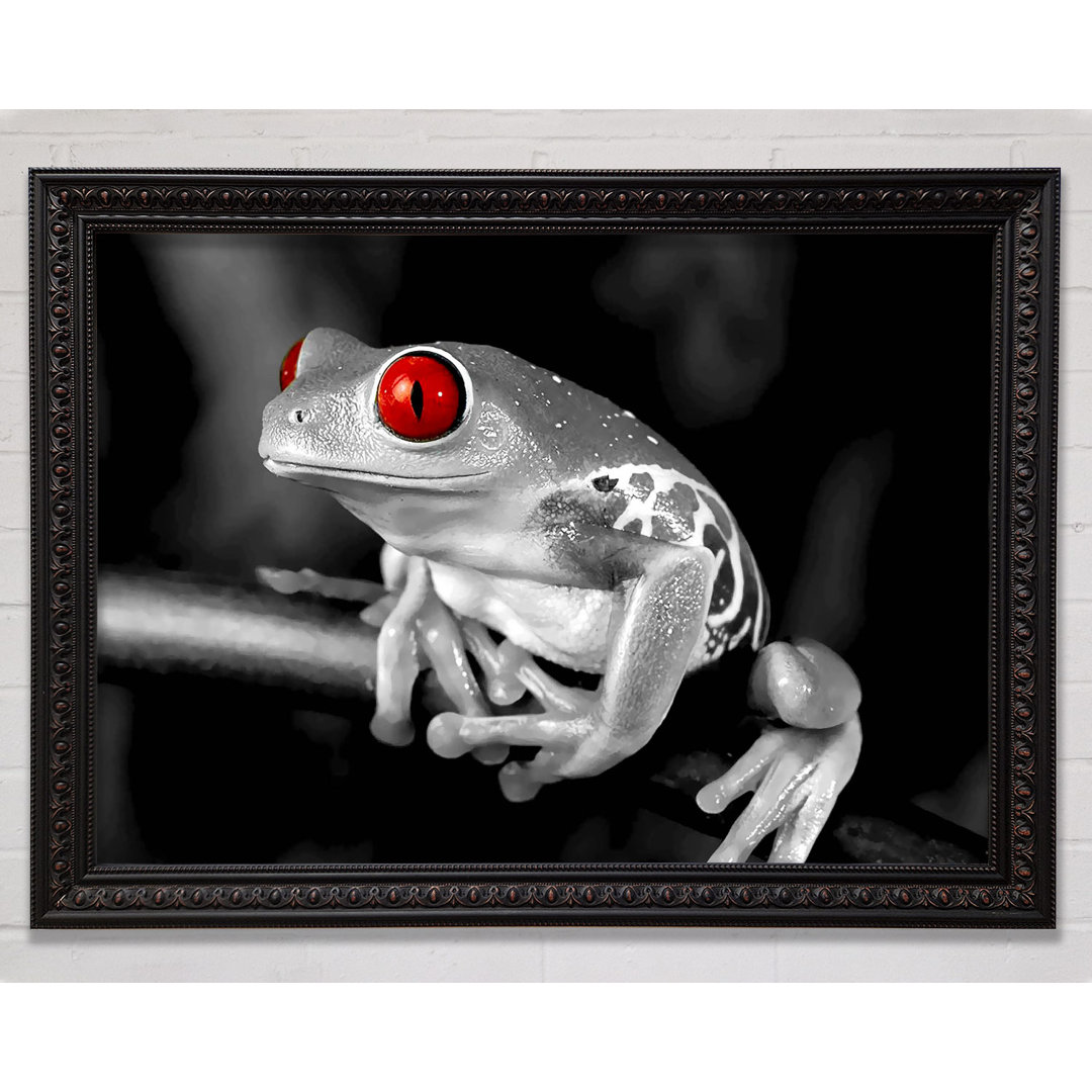 Rotäugiger Frosch - Einzelner Bilderrahmen Kunstdrucke