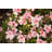 1 Gallon Autum Chiffon Encore Azalea Live Low Maintenance Plant