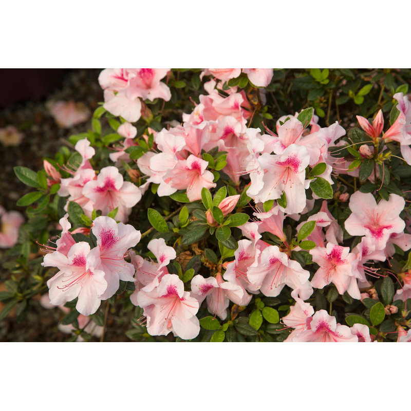 Autumn Chiffon Pink and White Azalea Flowering Shrub in 1 Gallon Pot
