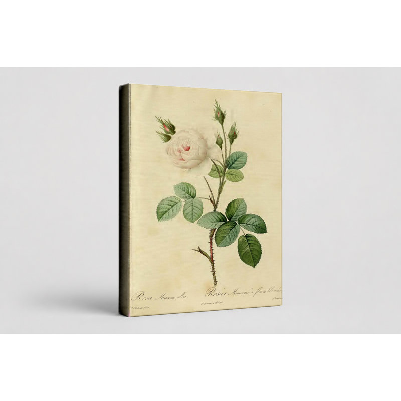 Rosa Muscosa Alba / Rosier Mousseux à Fleurs Blanches, 20" W x 16" H
