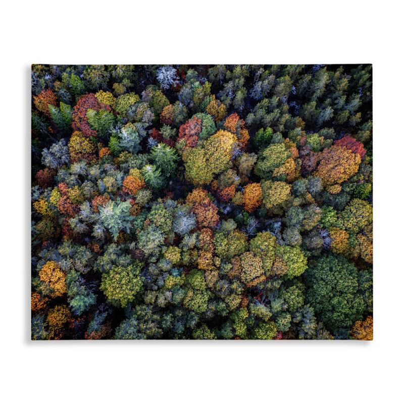 Art mural sur toile, "Feuillage automnal" par Rick Berk, H 30 po x l 40 po