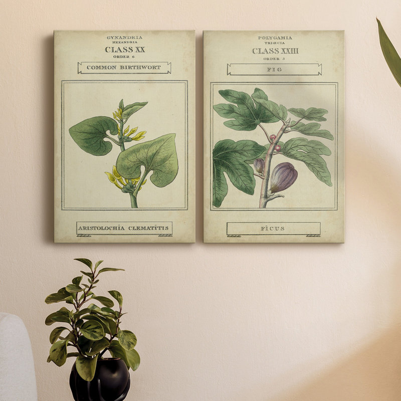 Linnaean Botany V, toile tendue avec châssis de qualité supérieure - prête à être accrochée, H 48 po x l 32 po x P 1 po