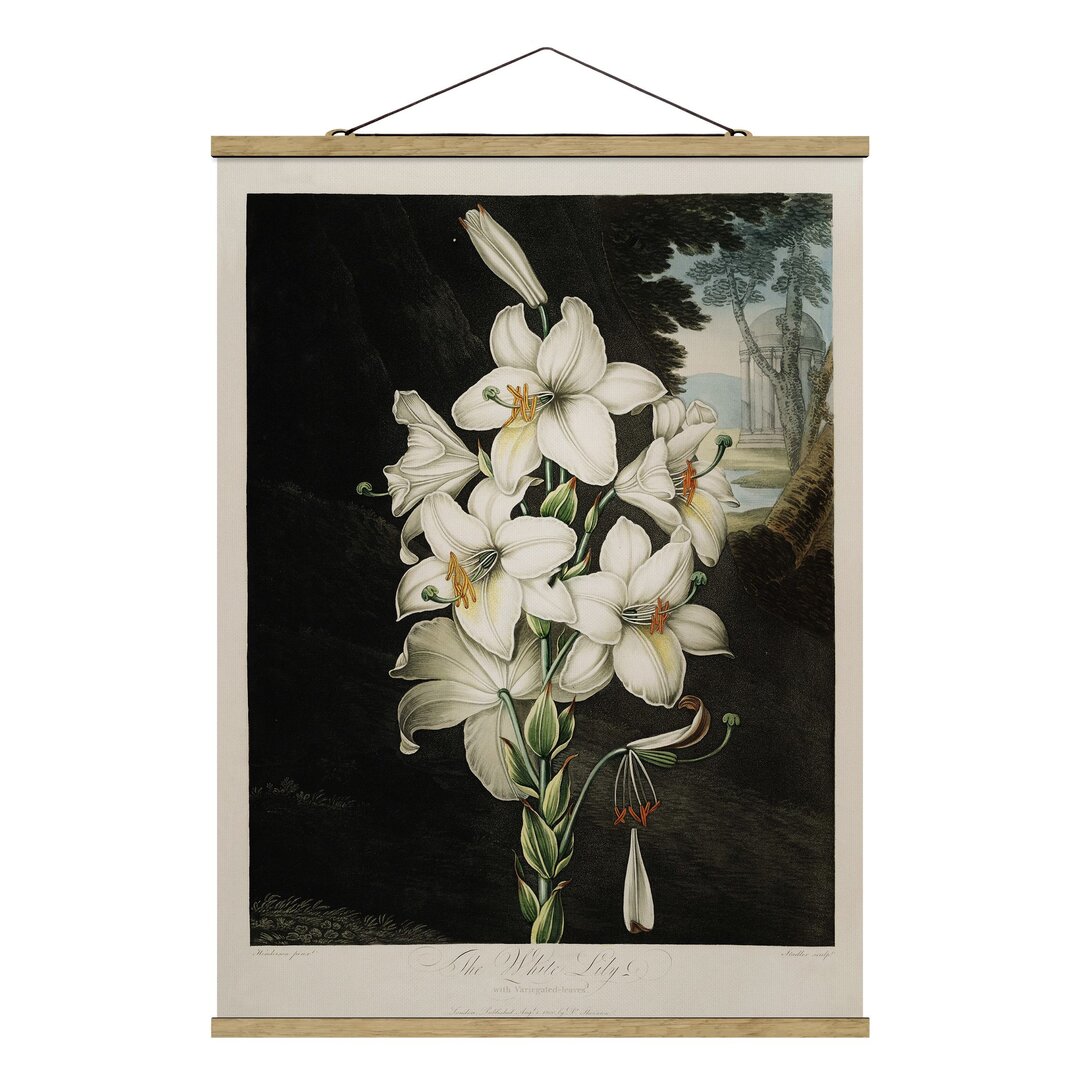 Grafikdruck Botany Vintage Illustration White Lily