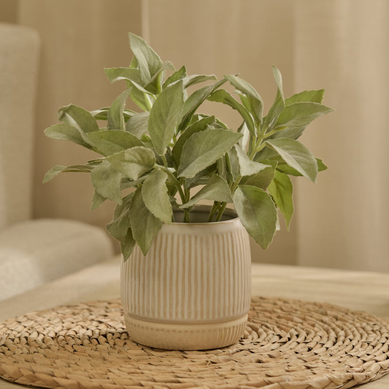 21cm Plant