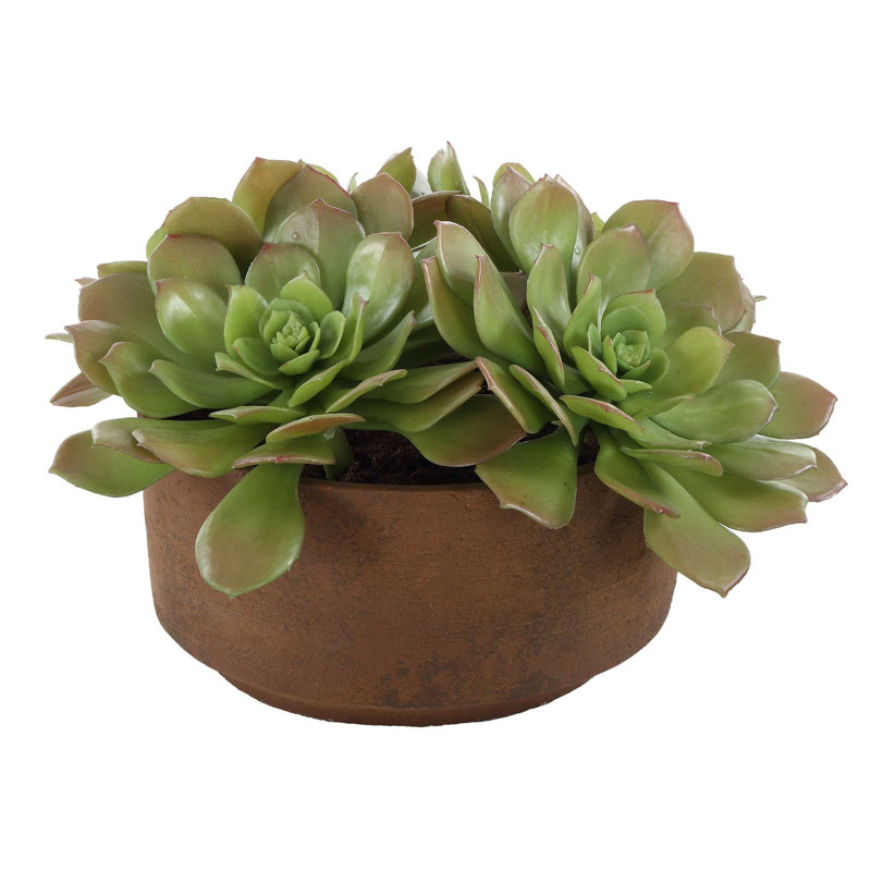 Uttermost Sable Succulent Accent In Pot