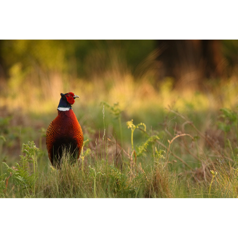 Pheasant by DamianKuzdak - No Frame Art Prints on Canvas, 20cm H x 30cm W