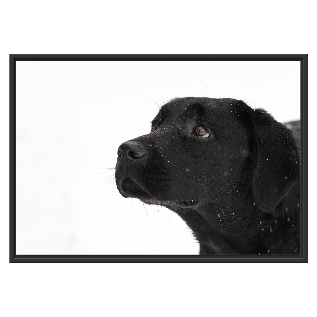 Gerahmtes Wandbild Schwarzer LabradorSchnee