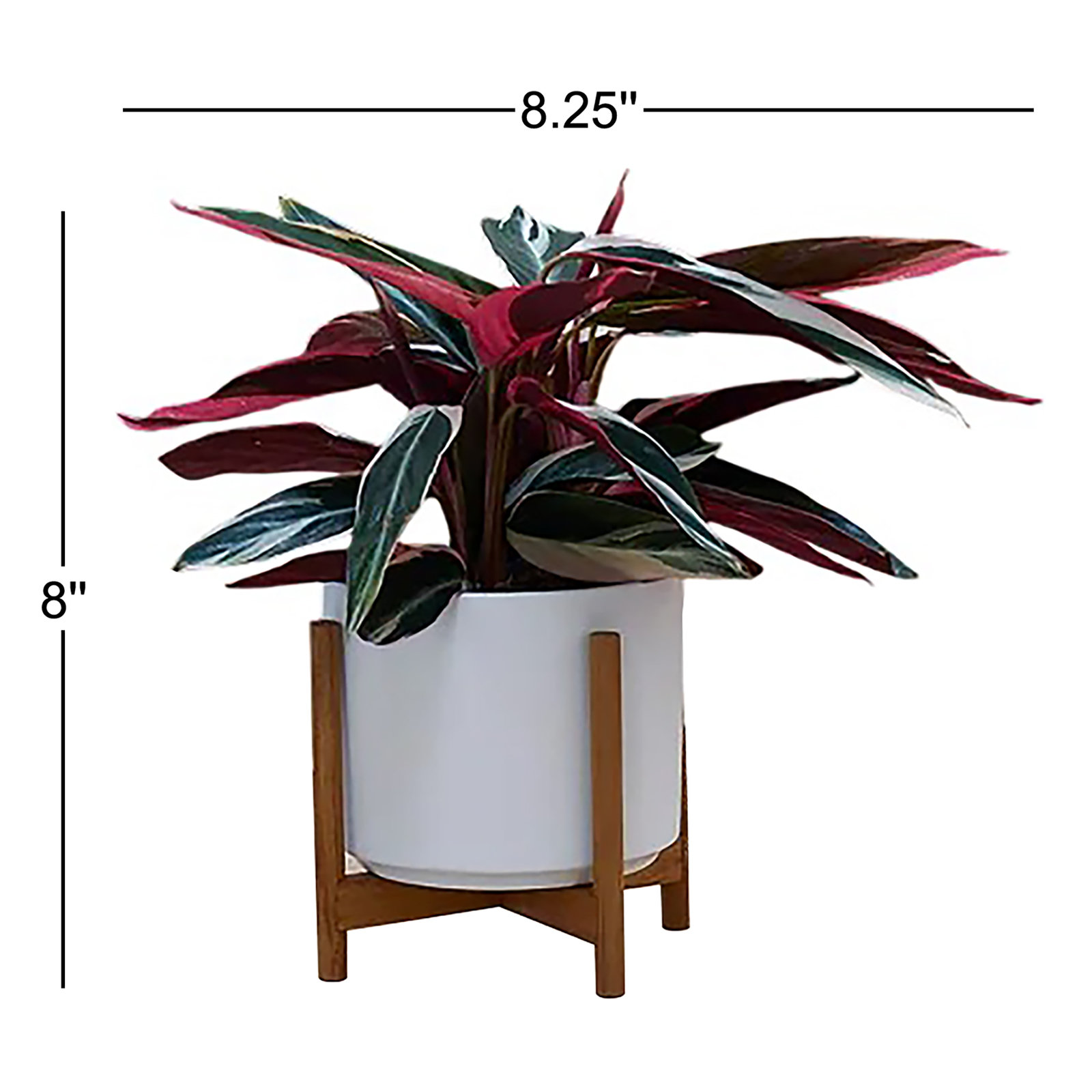 Evantia Ceramic Pot Planter