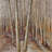 Forest Tablecloth - Contemporary Indoor Outdoor Home Decor