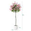 Arbre à fleurs Adcock Bougainvillea-256131620