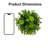 7.5 Inch Boxwood Ball No Pot Included
