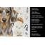 Torchon Dapple Dachshund-1234934331