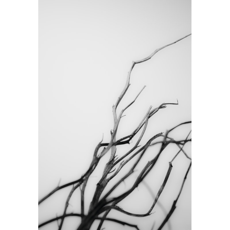 Recherche de branches I, H 30 po x l 20 po