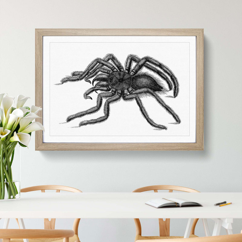 Tarantula Spider in Black & White by George Shaw - Picture Frame Drawing Print, 48cm H x 65cm W x 2cm D, Oak Framed