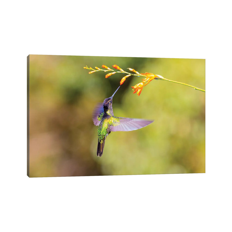 Central America, Costa Rica. Male Talamanca Hummingbird Feeding. by Jaynes Gallery - Wrapped Canvas Gallery-Wrapped Canvas Giclée