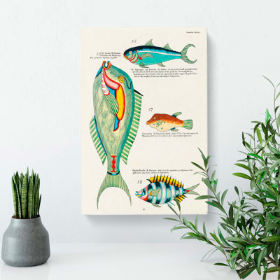 East Indies Fish Illustrations Douzieme by Pierre-Joseph Redoute - Wrapped Canvas