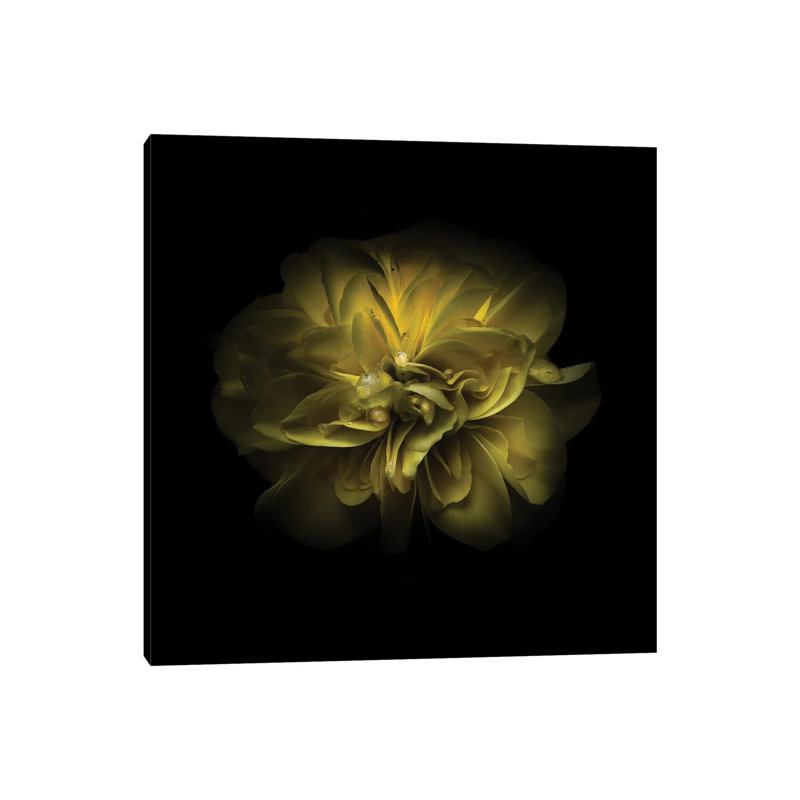 Yellow Camelia by Brian Carson - Wrapped Canvas Print, 45.72 cm H x 45.72 cm W x 3.175 cm D