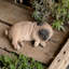 Animals Polyresin Garden Statue