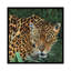 « jaguar big cat ii », impression sur toile-33109431-72397973-72397975