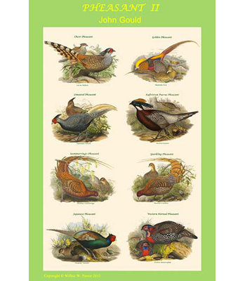 " Composite Pheasant Poster II " by John Gould