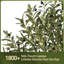 Olive artificielle 6 pi