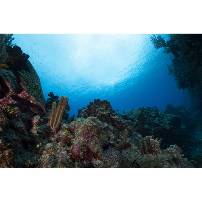 Caribbean Coral Reef by Global_Pics - No Frame Art Prints on Canvas, 51cm H x 76cm W