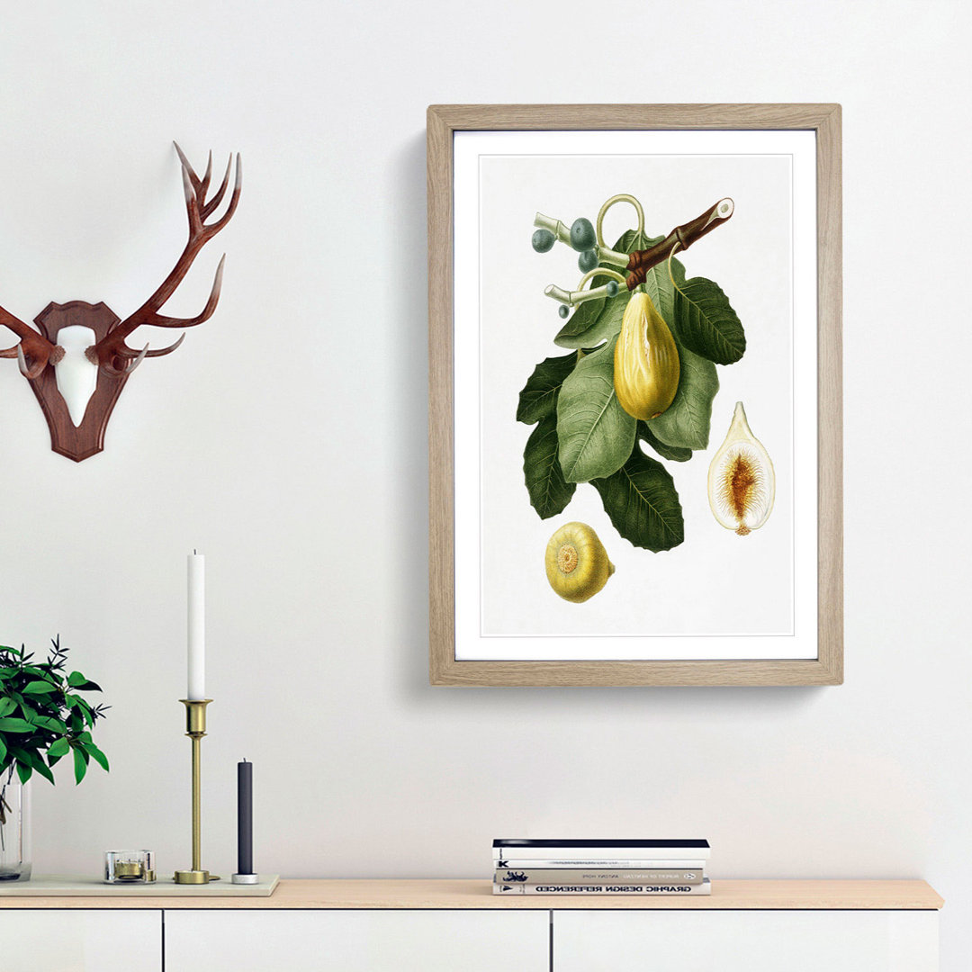 A Common Fig Tree by Giorgio Gallesio - Framed Print