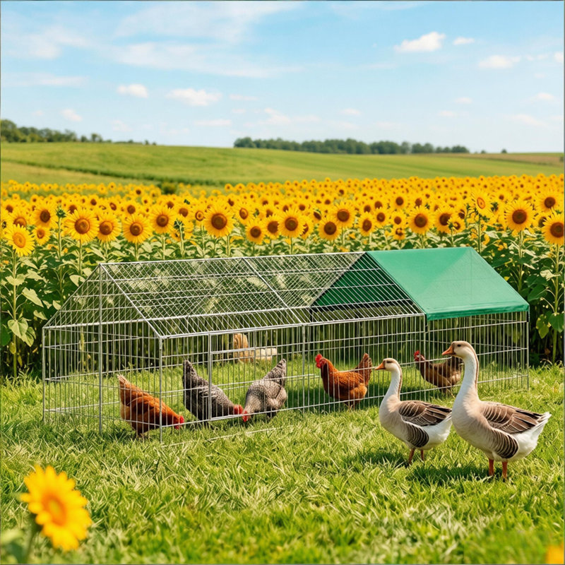 Outdoor Chicken Coop