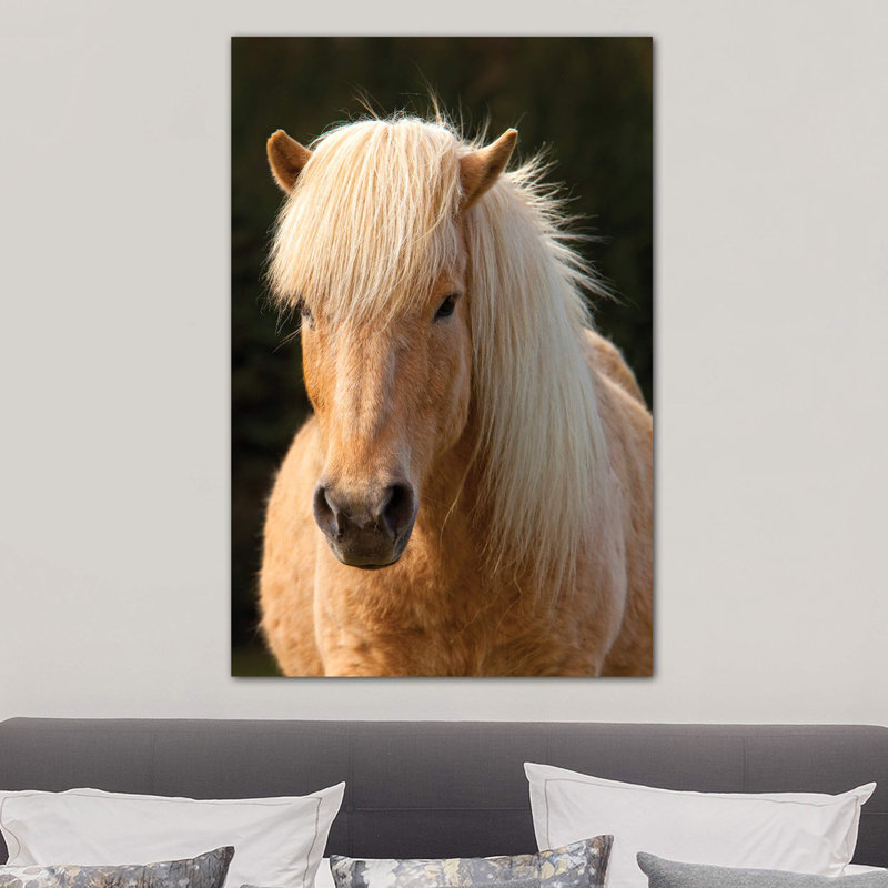 Iceland. Icelandic Horse In Sunset Light IV - Wrapped Canvas Print, 101.6 cm H x 66.04 cm W x 1.91 cm D