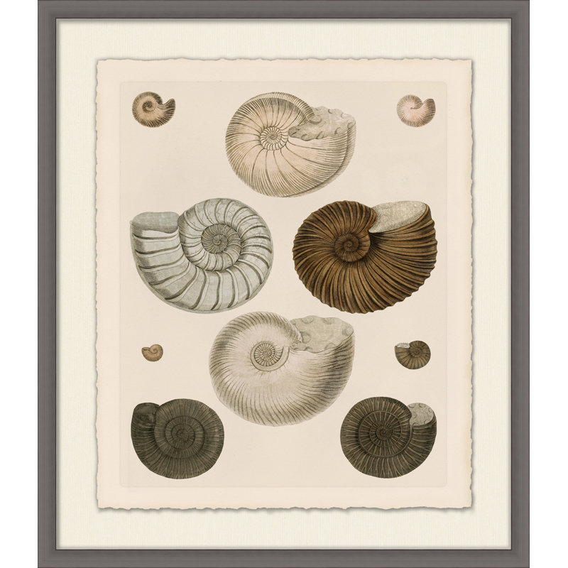 Étude de coquille kaki 1 - Peinture sur papier avec cadre flottant