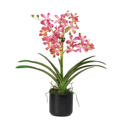 Arrangement orchidée Vanda en pot