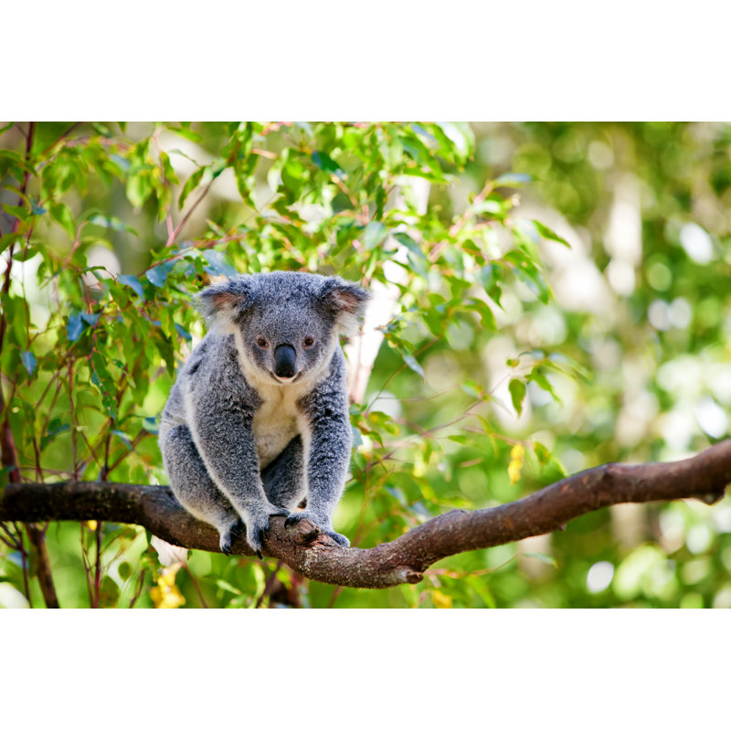 A Cute Koala - Wrapped Canvas Print, 20cm H x 30cm W x 3.8cm D